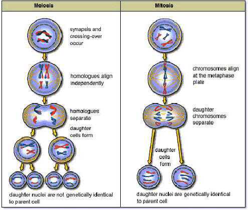 Cell Division - 6- Jim-Briana's Biology Portfolio
